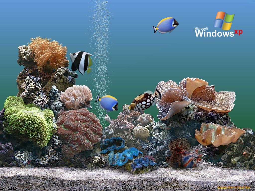 , windows, xp